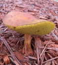 Large yellow and brown gilled bolete mushroom