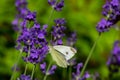 Large yellow butterfly on violet levander flower