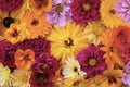 Large yellow calendula flower among mixed blooms Royalty Free Stock Photo