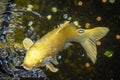 Yellow Carp Fish Swimming Mouth Open