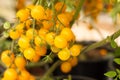 Close Up Yellow Cherry Tomatoes Hang On Trees Growing In Greenhouse In Israel