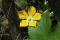 A large yellow color Pumpkin flower with a pollinating tiny sting less bee Royalty Free Stock Photo