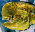 Large yellow common dolphinfish (Coryphaena hippurus) caught by a person Royalty Free Stock Photo