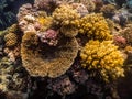 large yellow corals in the red sea while diving