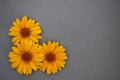 Large yellow daisies on a gray background Royalty Free Stock Photo