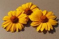 Large yellow daisies on a gray background Royalty Free Stock Photo