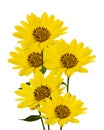 Large yellow Daisies Royalty Free Stock Photo