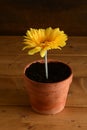 large yellow daisy in a clay pot