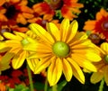 Large yellow daisy petals. Warm orange background Royalty Free Stock Photo