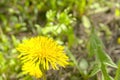 A large, yellow dandelion up close. Yellow flowers in spring. Large yellow dandelion cap on a green background. Royalty Free Stock Photo