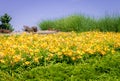 Large yellow daylily garden Hemerocallis lilioasphodelus