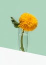 A large yellow decorative sunflower in a glass vase on a mint color background. Low angle view, below the eye line Royalty Free Stock Photo