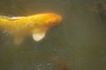 Large Yellow Fish in a Pond with white spine and tail.