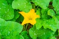 Large yellow flower between big leaves on a pumpkin plant Royalty Free Stock Photo