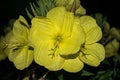 Large yellow flower that blooms only at night. Princess of the night