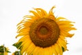 Sunflower on white background. Natural background