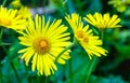 The large yellow flower of Doronikum is covered with drops of morning dew. Spring flowers in the sun. Royalty Free Stock Photo