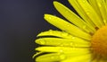 The large yellow flower of Doronikum is covered with drops of morning dew. Spring flowers in the sun. Royalty Free Stock Photo