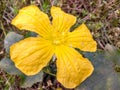 Large yellow blossom