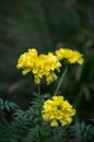 Large yellow flowers African marigold Crackerjack in garden Royalty Free Stock Photo