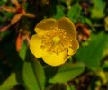 Large yellow flowers of the long flowering hybrid, Hypericum Ã¢â¬Å¡Hidcote Royalty Free Stock Photo