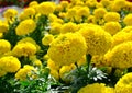 Large yellow flowers of marigolds bloom in a flower bed on a hot summer day Royalty Free Stock Photo