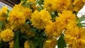 Large yellow flowers of Rudbeckia laciniata in front of a rustic house. Large yellow inflorescences.