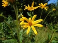 Jerusalem artichoke - Large yellow flowers summer days under Moscow