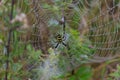 Large yellow garden spider (Argiope aurantia) on spider web. Morning dew on a spider web Royalty Free Stock Photo