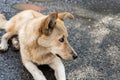 A large yellow Georgian shepherd dog with white eyes lies and watches the herd in Svaneti in the mountainous part of Georgia