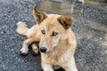 A large yellow Georgian shepherd dog with white eyes lies and watches the herd in Svaneti in the mountainous part of Georgia