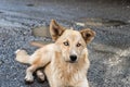 A large yellow Georgian shepherd dog with white eyes lies and watches the herd in Svaneti in the mountainous part of Georgia