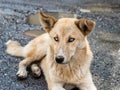 A large  yellow Georgian shepherd dog with white eyes lies and watches the herd in Svaneti in the mountainous part of Georgia Royalty Free Stock Photo