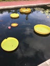 Large round lily pads in pond Royalty Free Stock Photo