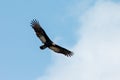 A large yellow-headed vulture Cathartes melambrotus hovering in the air with outstretched wings against a blue sky background.