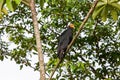 A large yellow-headed vulture Cathartes melambrotus sitting on a tree with an unusual yellow head against a blue sky.