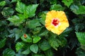 Large yellow hibiscus flower with bright green leaves