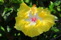 Large yellow hibiscus flower