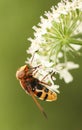 A Large Yellow Hoverfly Volucella inanis nectaring on a flower. Royalty Free Stock Photo