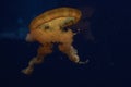 Large Yellow Jellyfish floating in dark water Royalty Free Stock Photo