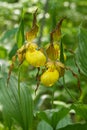 Large Yellow Lady's-slippers