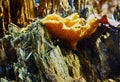 Large yellow lamellar fungus close to a rotting tree trunk