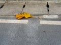 A Large Yellow Leaf Lying on a Sidewalk on a Summer Day Royalty Free Stock Photo