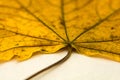 A large yellow leaf, shot close-up. Royalty Free Stock Photo