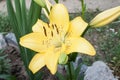 Large yellow lily