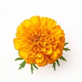 High-quality Commercial Photography Of Yellow Marigold Flowers On White Table Royalty Free Stock Photo