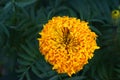 A large yellow marigold flower Royalty Free Stock Photo