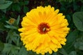 Large yellow marigold flower Royalty Free Stock Photo