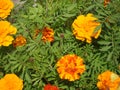 Large yellow marigold flowers in gree