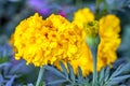 Large yellow marigold